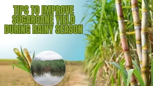 Tips to Improve Sugarcane Yield During Rainy Season Tips to Improve Sugarcane Yield During Rainy Season
