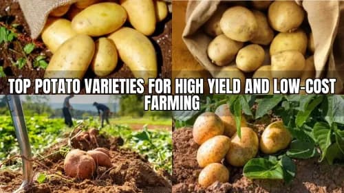 Top Potato Varieties for High Yield and Low-Cost Farming Top Potato Varieties for High Yield and Low-Cost Farming