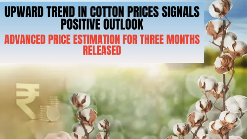 Upward Trend in Cotton Prices Signals Positive Outlook | Advanced Price Estimation for Three Months Released Upward Trend in Cotton Prices Signals Positive Outlook | Advanced Price Estimation for Three Months Released