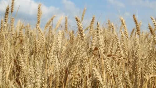 Uttar Pradesh Targets Rs 3,000 Crore in Seed Production to Enhance Cash Crops Uttar Pradesh Targets Rs 3,000 Crore in Seed Production to Enhance Cash Crops