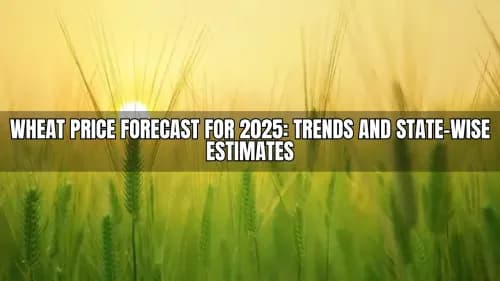 Wheat Price Forecast for 2025: What to Expect Across Major Indian States Wheat Price Forecast for 2025: What to Expect Across Major Indian States