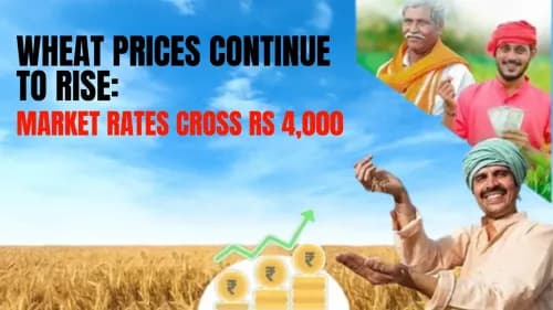 Wheat Prices Continue to Rise: Market Rates Cross Rs 4,000 Wheat Prices Continue to Rise: Market Rates Cross Rs 4,000