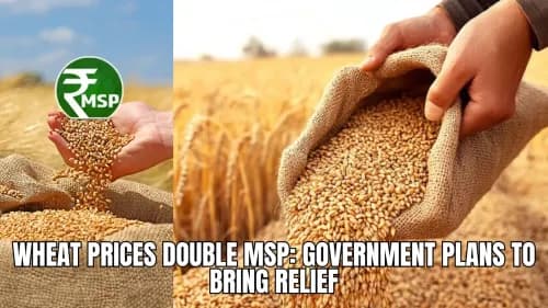 Wheat Prices Double MSP: Government Plans to Bring Relief Wheat Prices Double MSP: Government Plans to Bring Relief