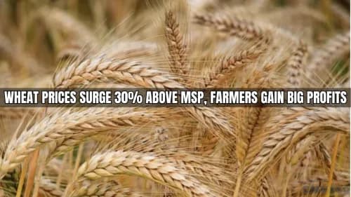 Wheat Prices Surge: Current Market Rates and Future Predictions Wheat Prices Surge: Current Market Rates and Future Predictions