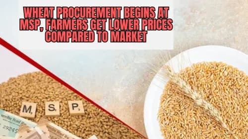 Wheat Procurement Begins at MSP, Farmers Get Lower Prices Compared to Market Wheat Procurement Begins at MSP, Farmers Get Lower Prices Compared to Market