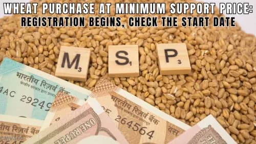 Wheat Purchase at Minimum Support Price: Registration Begins, Check the Start Date Wheat Purchase at Minimum Support Price: Registration Begins, Check the Start Date