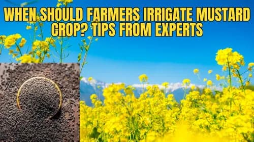 When Should Farmers Irrigate Mustard Crop? Tips from Experts When Should Farmers Irrigate Mustard Crop? Tips from Experts