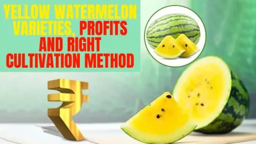 Yellow Watermelon Varieties, Profits and Right Cultivation Method Yellow Watermelon Varieties, Profits and Right Cultivation Method