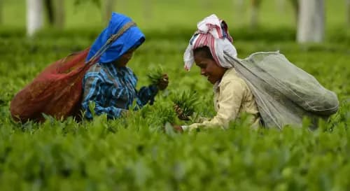 International Women's Day: Godrej Agrovet will give training to 100,000 women. International Women's Day