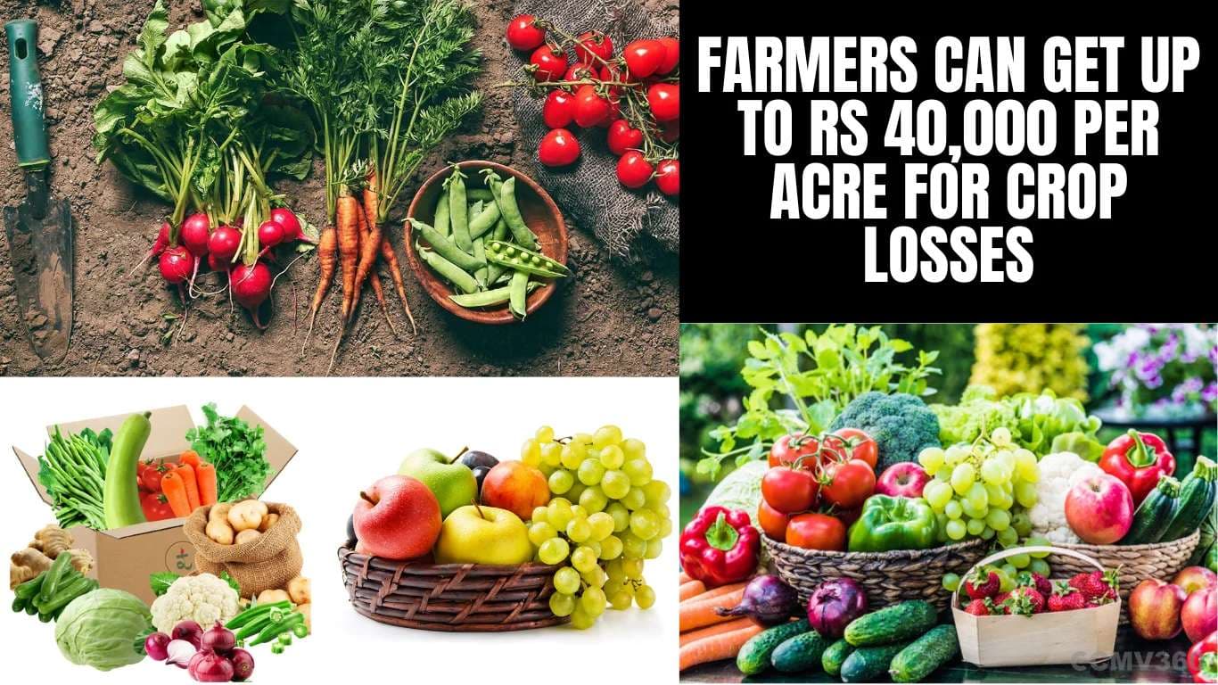Farmers Can Get Up to Rs 40,000 Per Acre for Crop Losses Farmers Can Get Up to Rs 40,000 Per Acre for Crop Losses.webp