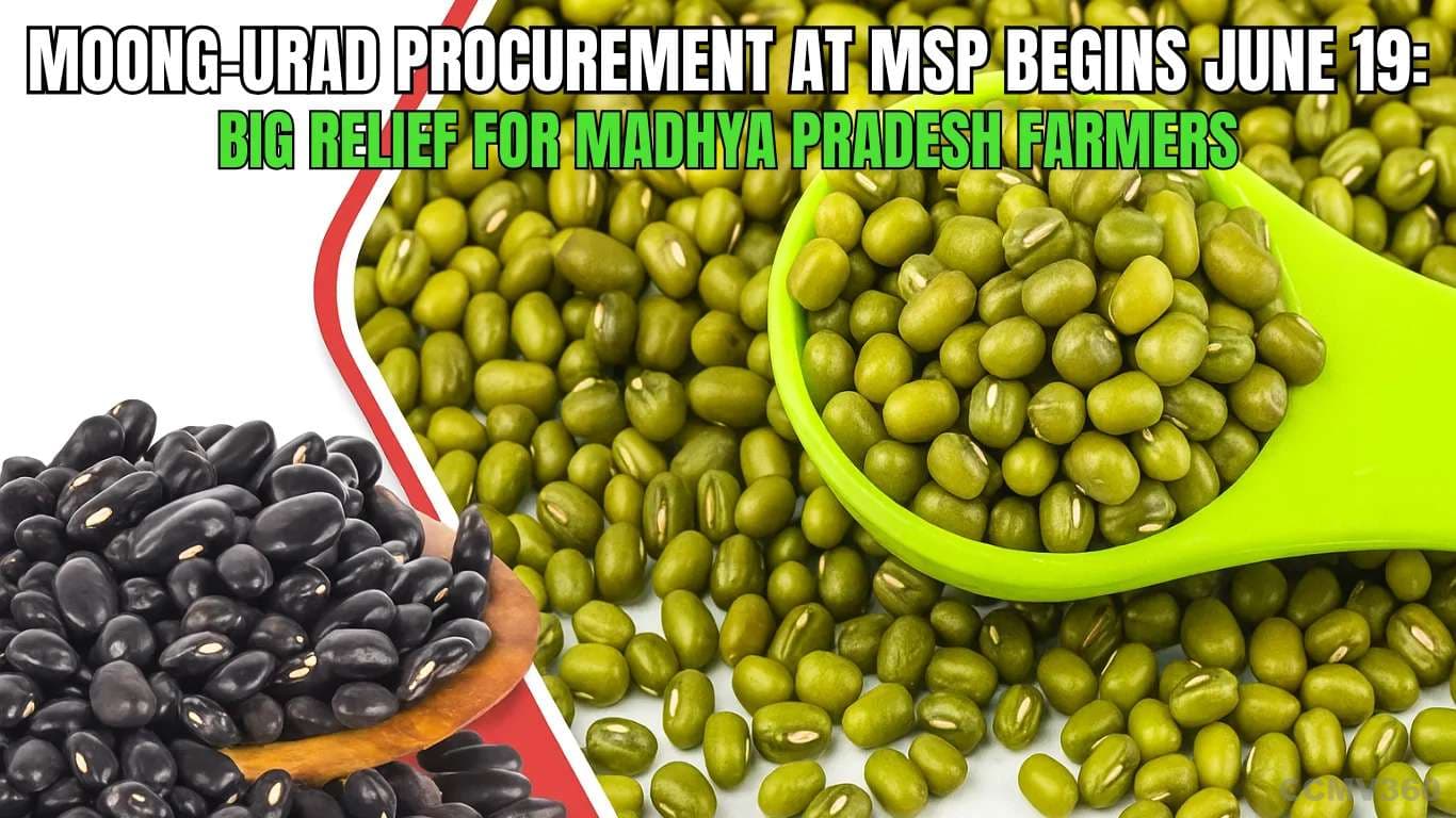 Moong-Urad Procurement at MSP Begins June 19: Big Relief for Madhya Pradesh Farmers Moong-Urad Procurement at MSP Begins June 19 Big Relief for Madhya Pradesh Farmers.webp