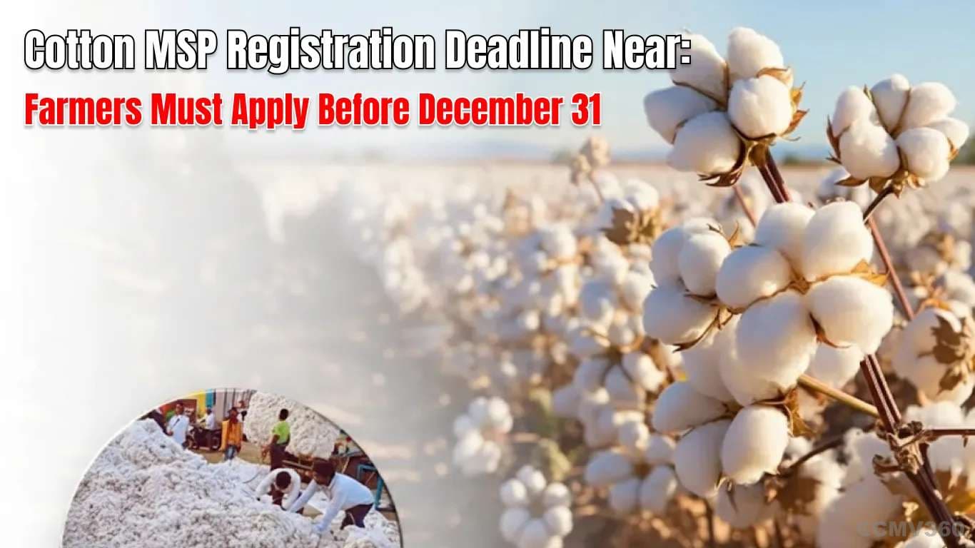 Cotton MSP Registration Deadline Near: Farmers Must Apply Before December 31 Cotton MSP Registration Deadline Near