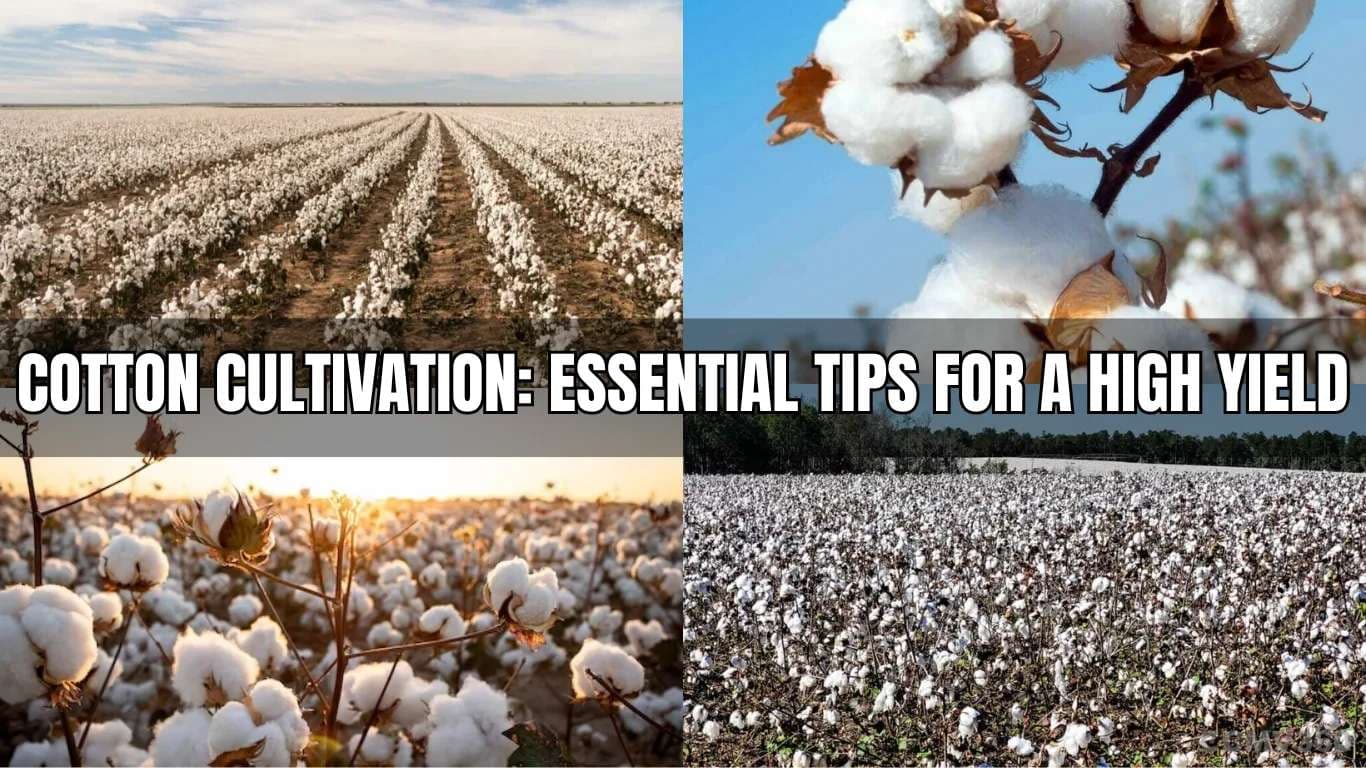 Cotton Cultivation: Essential Tips for a High Yield Cotton Cultivation Essential Tips for a High Yield.webp