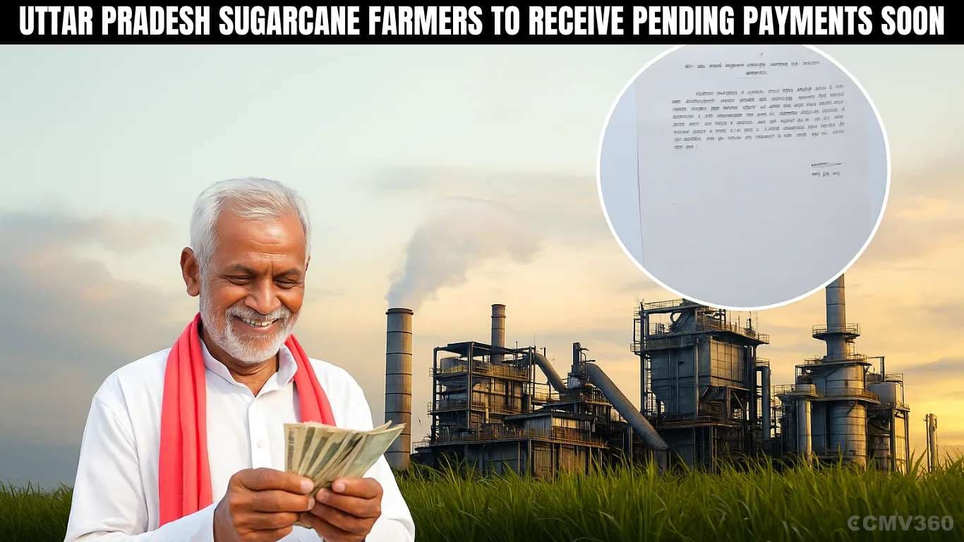 Uttar Pradesh Sugarcane Farmers to Receive Pending Payments Soon Uttar Pradesh Sugarcane Farmers to Receive Pending Payments Soon.webp