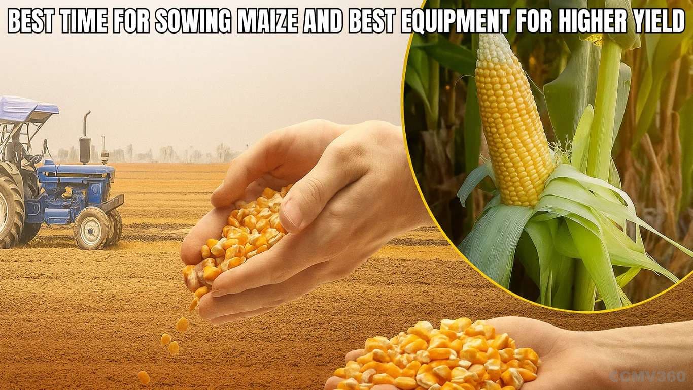 Best Time for Sowing Maize and Best Equipment for Higher Yield Best Time for Sowing Maize and Best Equipment for Higher Yield.webp