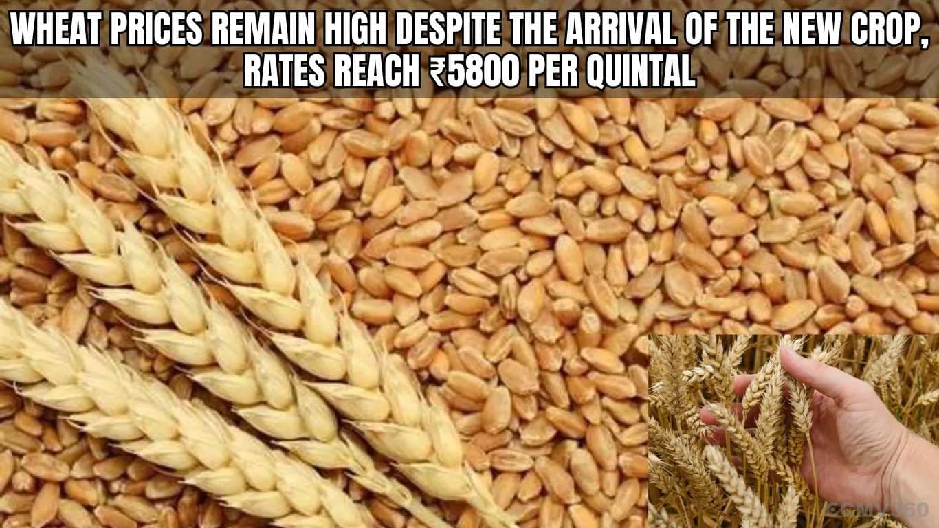 Wheat Prices Remain High Despite the Arrival of the New Crop, Rates Reach ₹5800 Per Quintal Wheat Prices Remain High Despite the Arrival of the New Crop, Rates Reach â¹5800 Per Quintal.webp