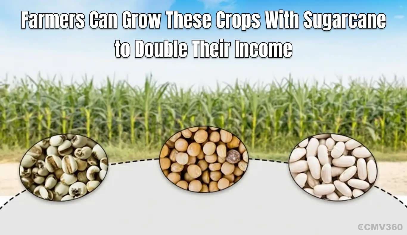 Farmers Can Grow These Crops With Sugarcane to Double Their Income Farmers Can Grow These Crops With Sugarcane to Double Their Income