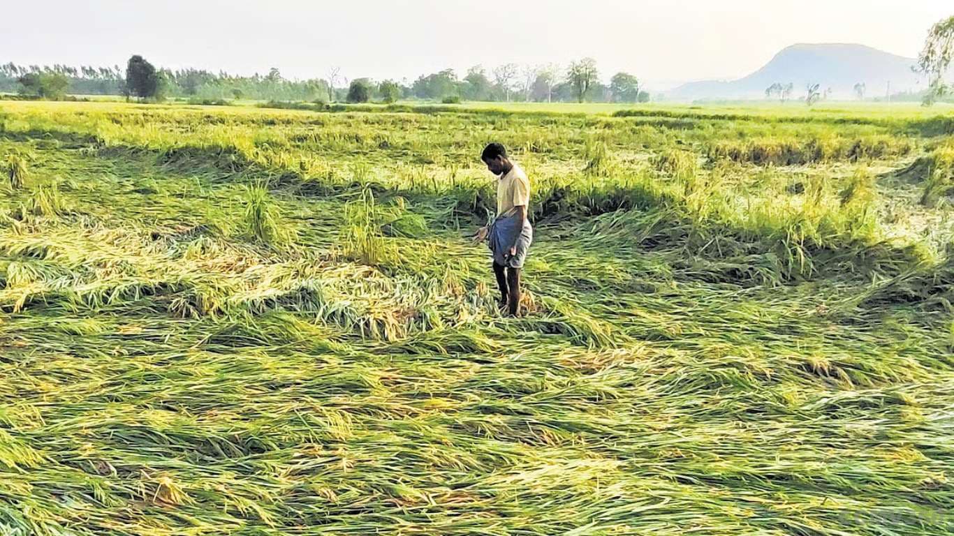 Unseasonal Rain Damages Crops: Don’t Panic, Farmers, Follow These Simple Steps to Reduce Loss Unseasonal Rain Damages Crops.png