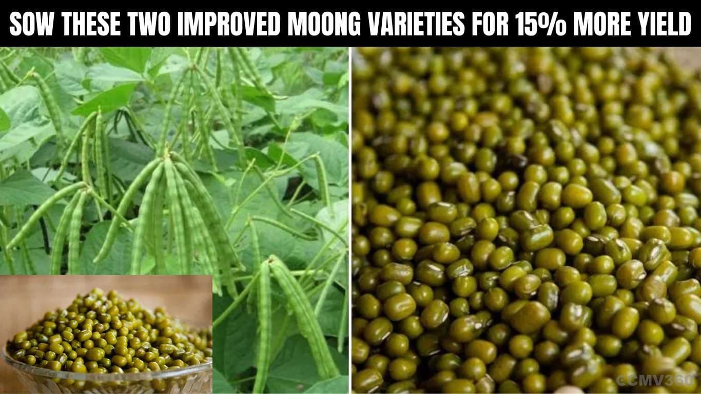Sow These Two Improved Moong Varieties for 15% More Yield Sow These Two Improved Moong Varieties for 15% More Yield.webp