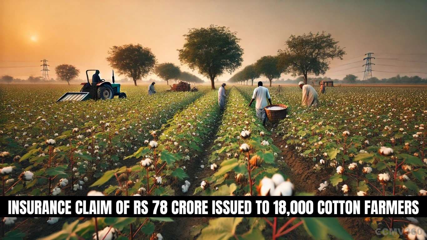 Insurance Claim of Rs 78 Crore Issued to 18,000 Cotton Farmers Insurance Claim of Rs 78 Crore Issued to 18,000 Cotton Farmers.webp
