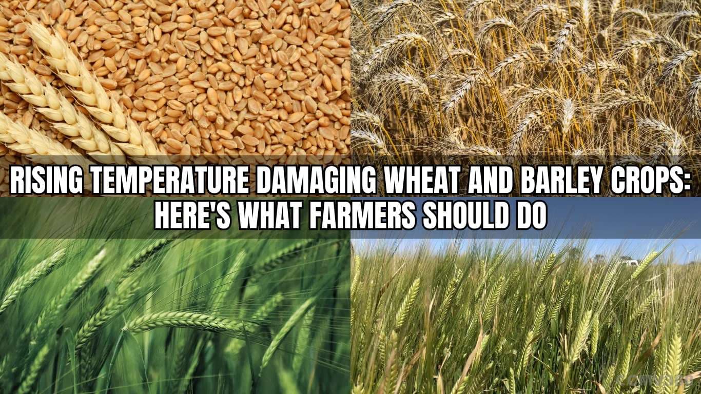Rising Temperature Damaging Wheat and Barley Crops: Here's What Farmers Should Do Rising Temperature Damaging Wheat and Barley Crops Here's What Farmers Should Do.webp
