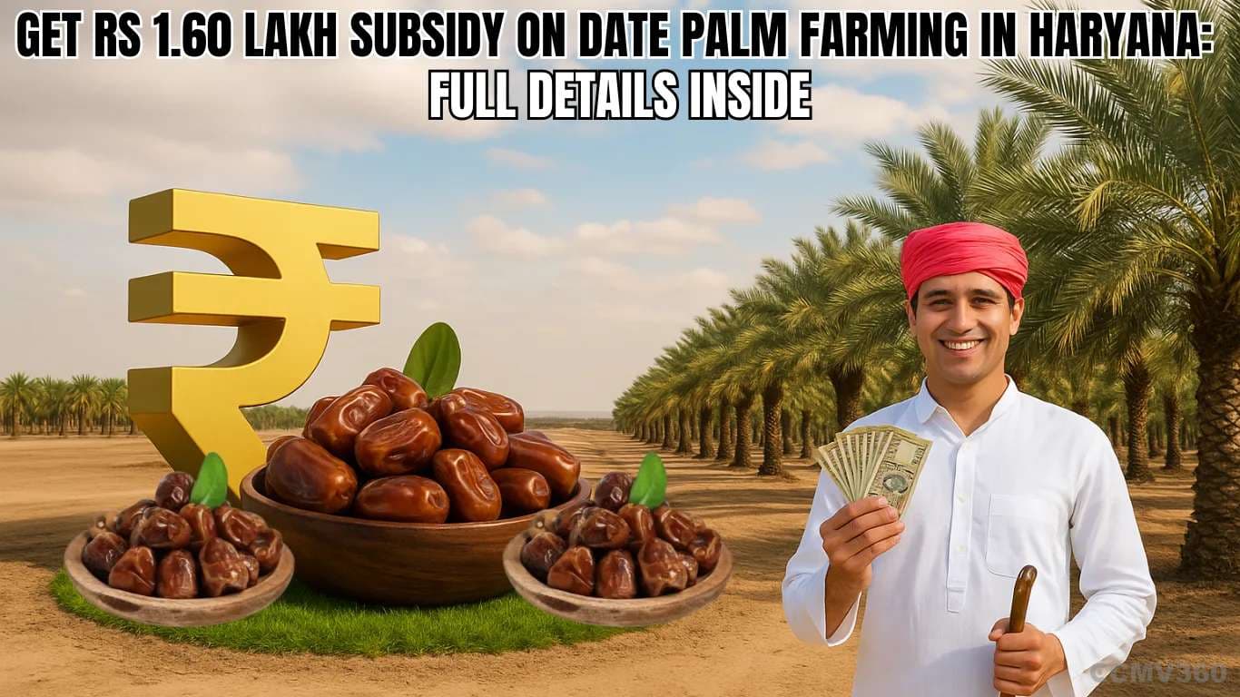 Get Rs 1.60 Lakh Subsidy on Date Palm Farming in Haryana: Full Details Inside Get Rs 1.60 Lakh Subsidy on Date Palm Farming in Haryana: Full Details Inside