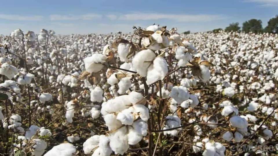 10 Important Tips for Sowing Cotton: Boost Yield with Scientific Methods Untitled Project.webp