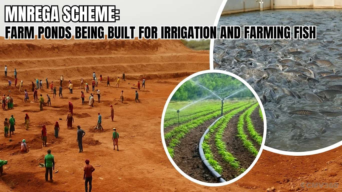 MNREGA Scheme: Farm Ponds Being Built for Irrigation and Farming Fish MNREGA Scheme Farm Ponds Being Built for Irrigation and Farming Fish (1).webp