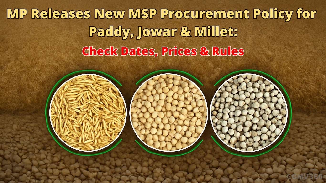 MP Releases New MSP Procurement Policy for Paddy, Jowar & Millet: Check Dates, Prices & Rules MP Releases New MSP Procurement Policy for Paddy, Jowar & Millet: Check Dates, Prices & Rules
