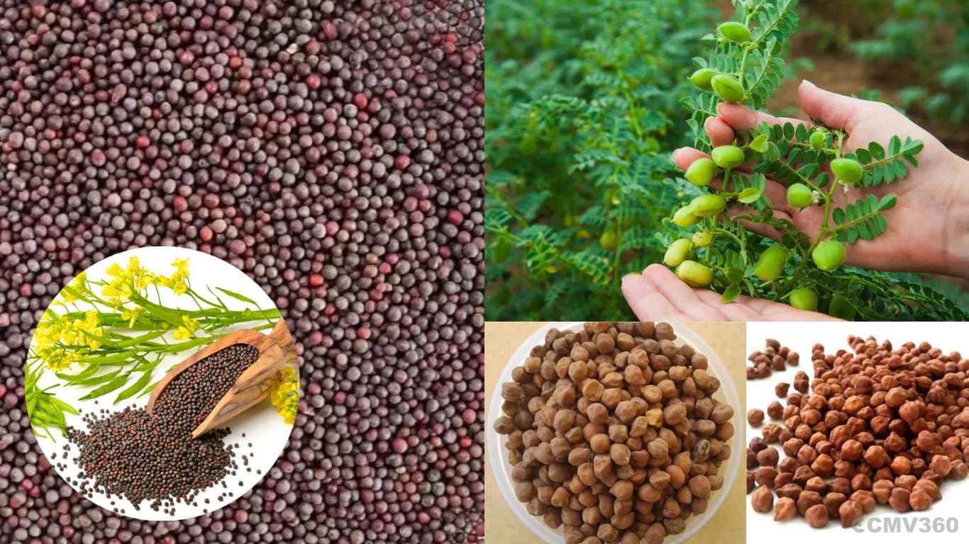 Rajasthan to Start MSP Registration for Mustard and Gram from April 1 Rajasthan to Start MSP Registration for Mustard and Gram from April 1.webp