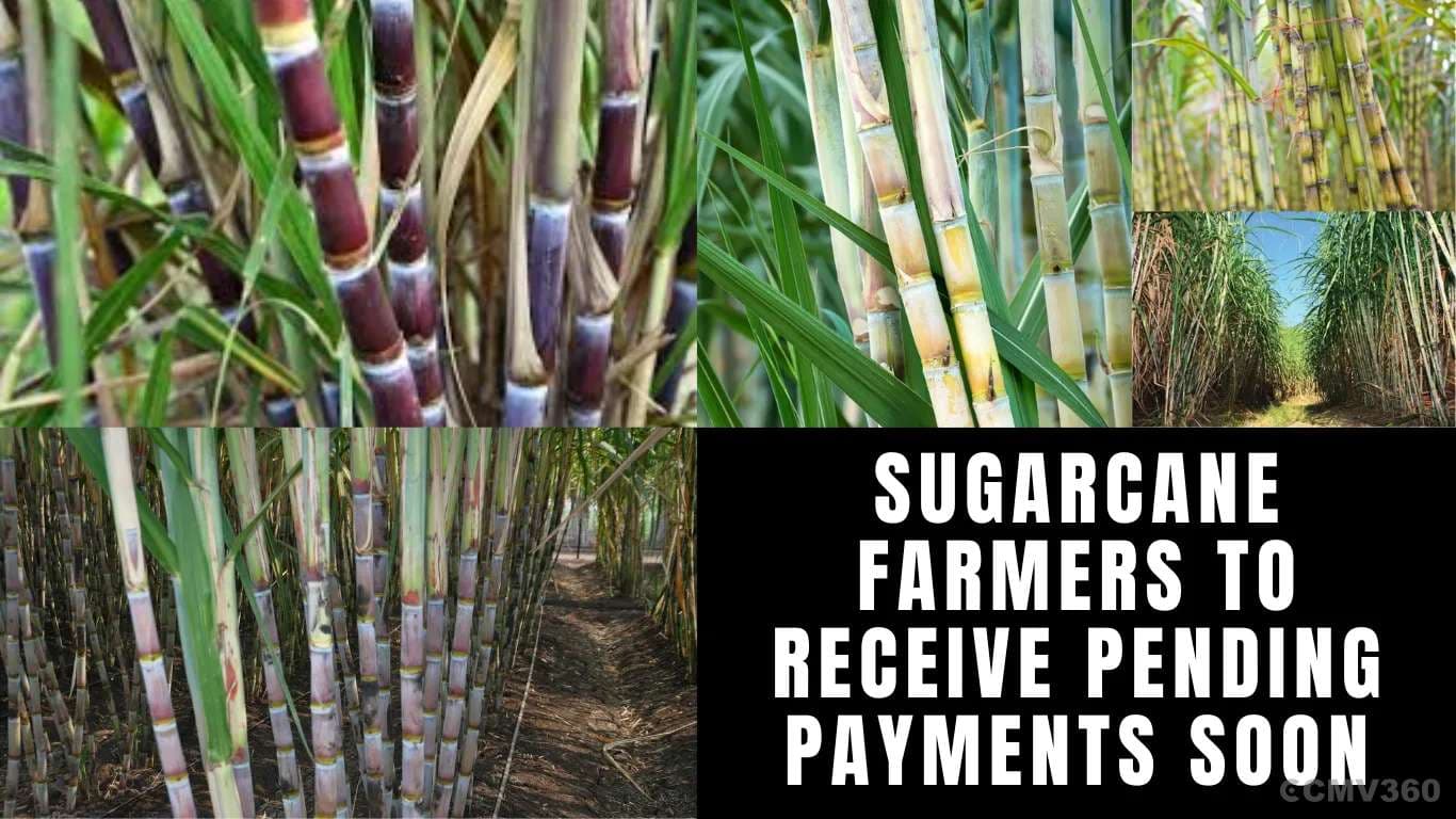 Sugarcane Farmers to Receive Pending Payments Soon Sugarcane Farmers to Receive Pending Payments Soon.webp