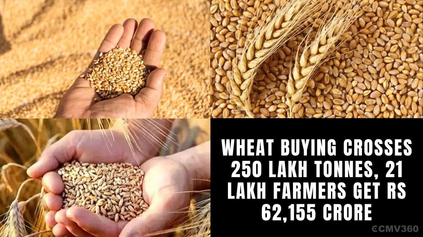 Wheat Buying Crosses 250 Lakh Tonnes, 21 Lakh Farmers Get Rs 62,155 Crore Wheat Buying Crosses 250 Lakh Tonnes, 21 Lakh Farmers Get Rs 62,155 Crore.webp