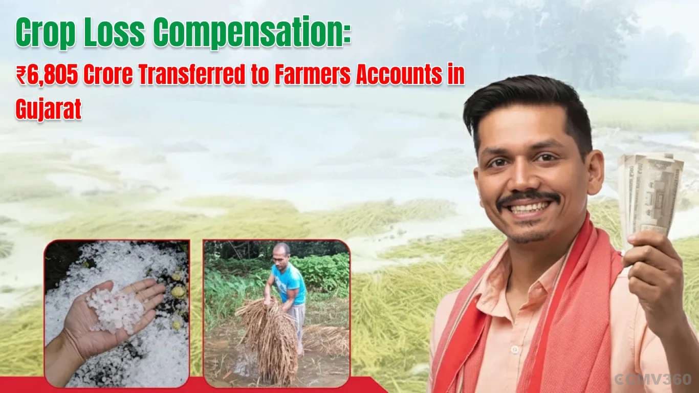 Crop Loss Compensation: ₹6,805 Crore Transferred to Farmers Accounts in Gujarat Crop Loss Compensation: ₹6,805 Crore Transferred to Farmers Accounts in Gujarat