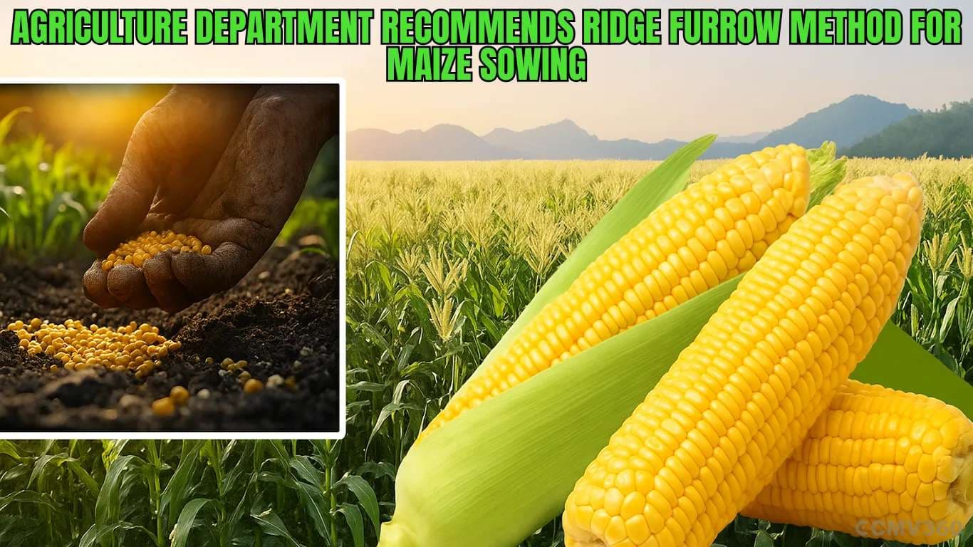 Agriculture Department Recommends Ridge Furrow Method for Maize Sowing Useful Advice for Soybean Farmers (2).webp