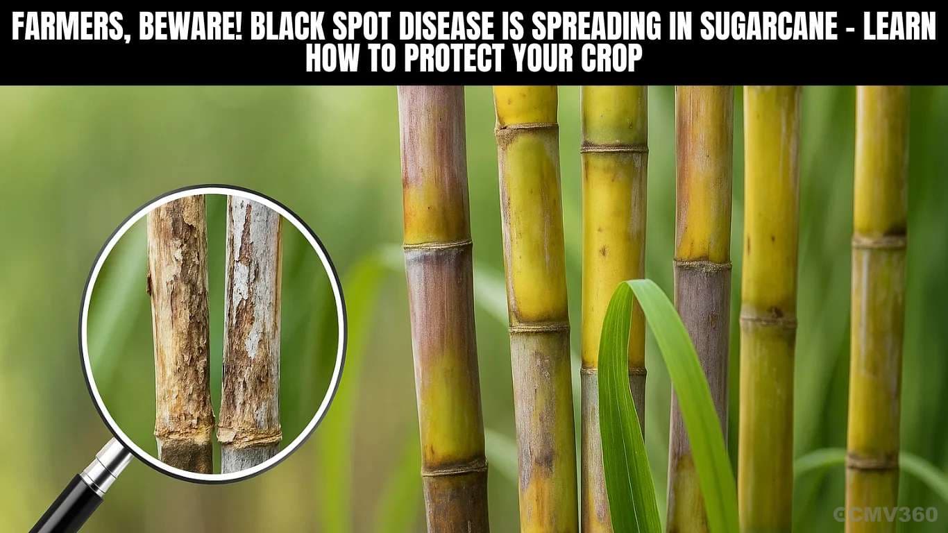 Farmers, Beware! Black Spot Disease is Spreading in Sugarcane – Learn How to Protect Your Crop Farmers, Beware! Black Spot Disease is Spreading in Sugarcane â Learn How to Protect Your Crop.webp