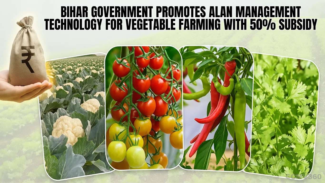 Bihar Government Promotes Alan Management Technology for Vegetable Farming with 50% Subsidy Bihar Government Promotes.webp