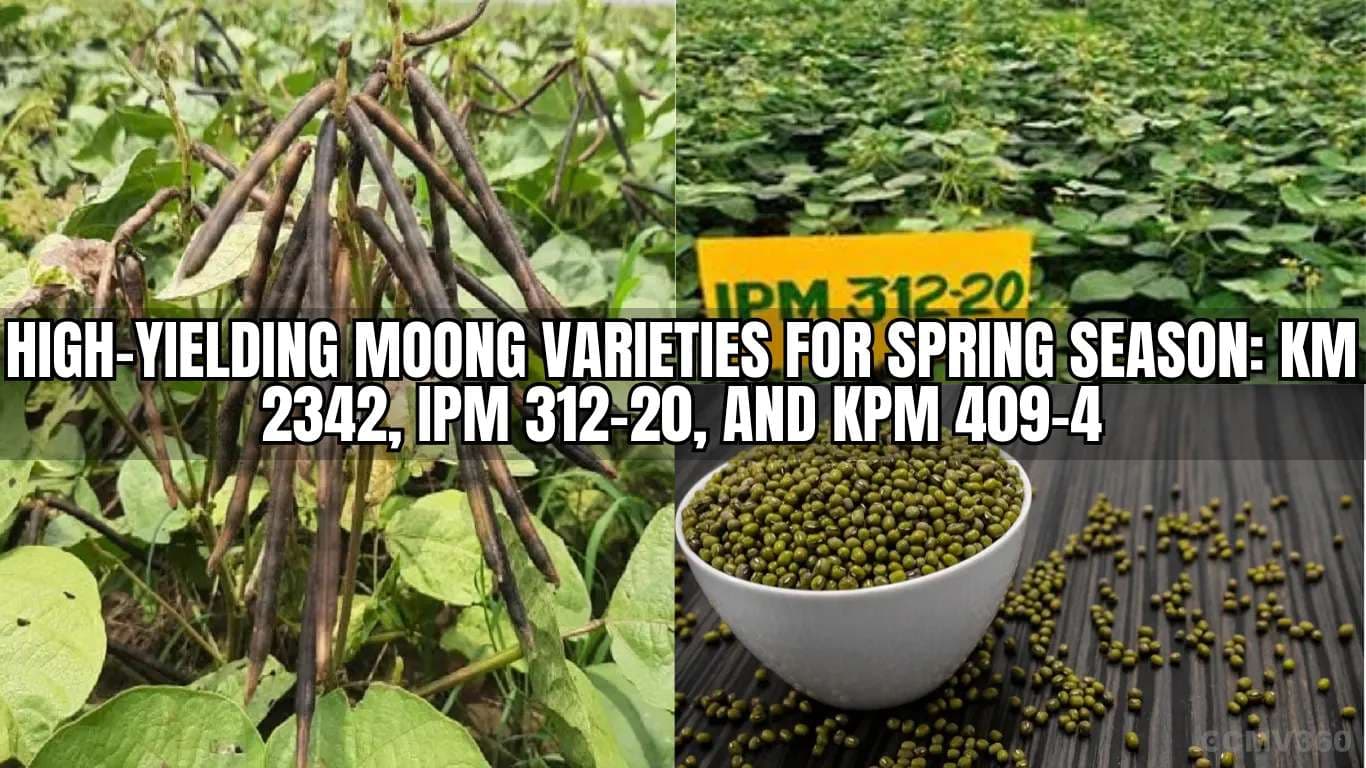 High-Yielding Moong Varieties for Spring Season: KM 2342, IPM 312-20, and KPM 409-4 High-Yielding Moong Varieties for Spring Season KM 2342, IPM 312-20, and KPM 409-4.webp