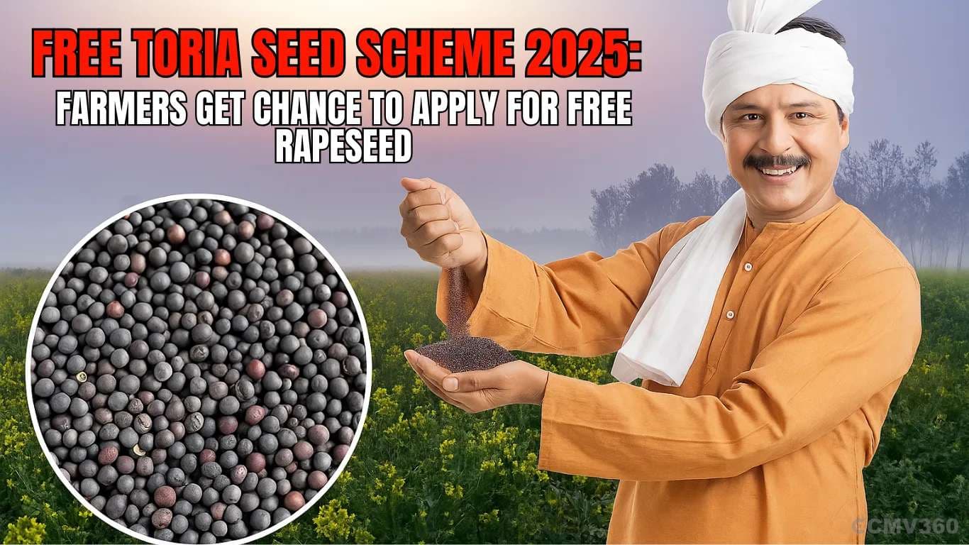 Free Toria Seed Scheme 2025: Farmers Get Chance to Apply for Free Rapeseed Free Toria Seed Scheme 2025.webp