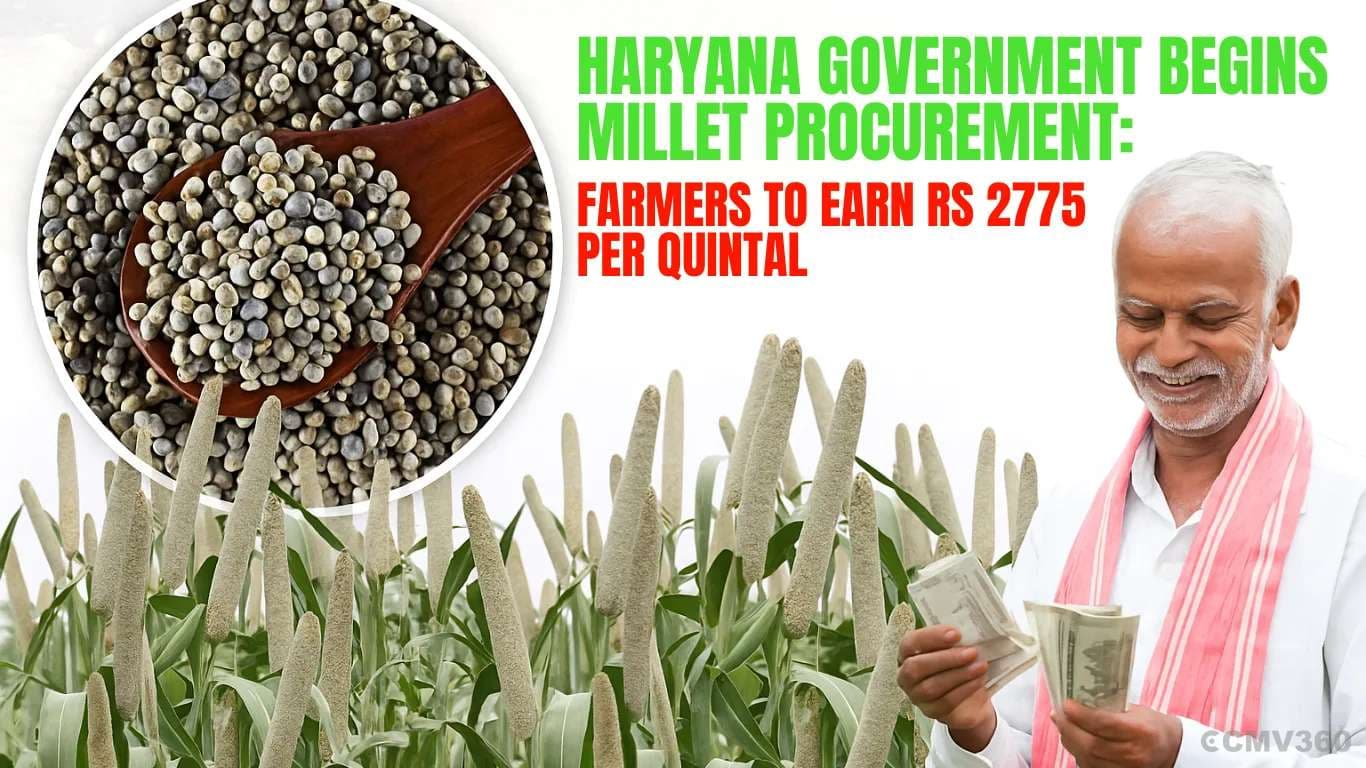 Haryana Government Begins Millet Procurement: Farmers to Earn Rs 2775 per Quintal Haryana Government Begins Millet Procurement: Farmers to Earn Rs 2775 per Quintal