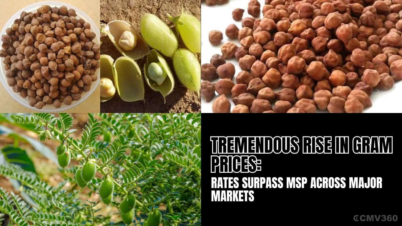 Tremendous Rise in Gram Prices: Rates Surpass MSP Across Major Markets Tremendous Rise in Gram Prices Rates Surpass MSP Across Major Markets.webp