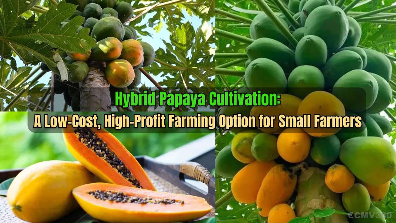 Hybrid Papaya Cultivation: A Low-Cost, High-Profit Farming Option for Small Farmers Hybrid Papaya Cultivation: A Low-Cost, High-Profit Farming Option for Small Farmers