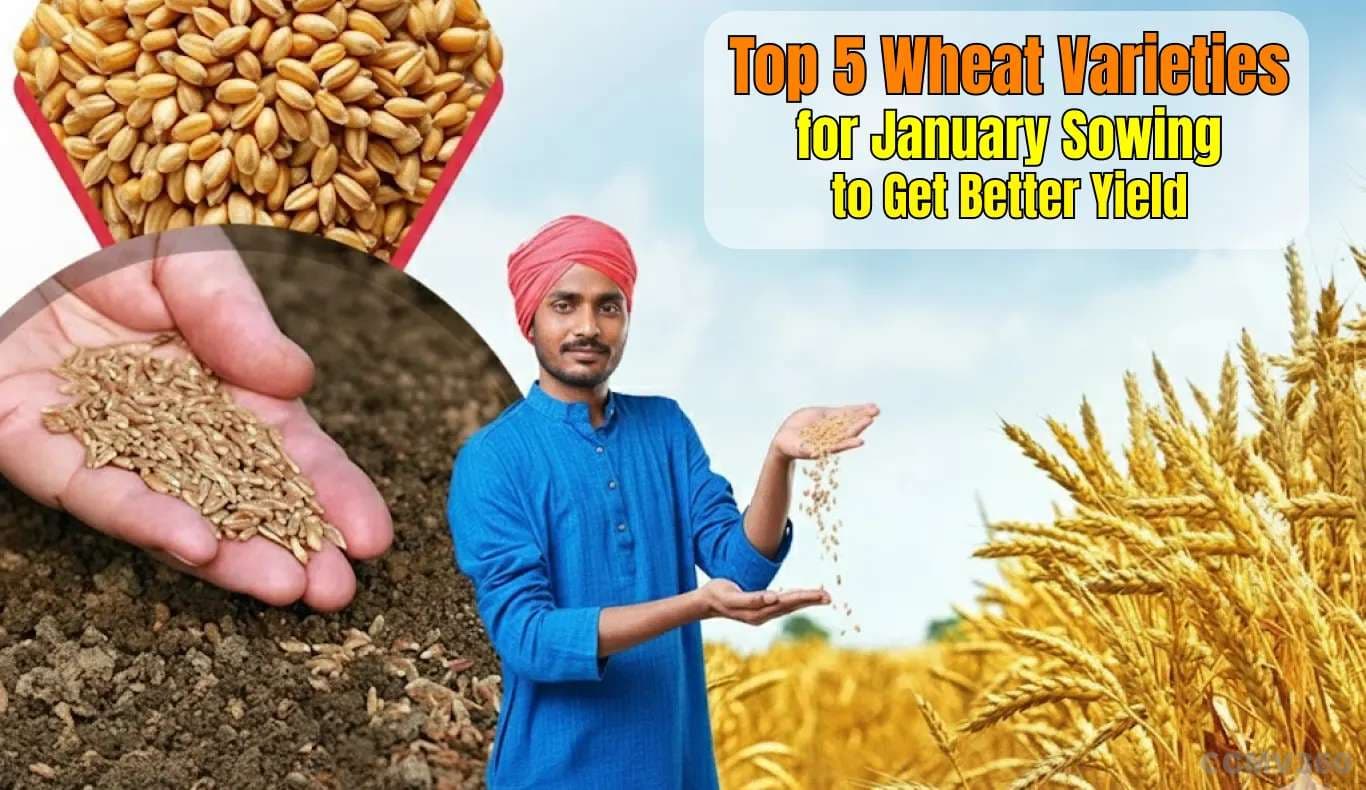 Top 5 Wheat Varieties for January Sowing to Get Better Yield Top 5 Wheat Varieties for January Sowing to get better yield
