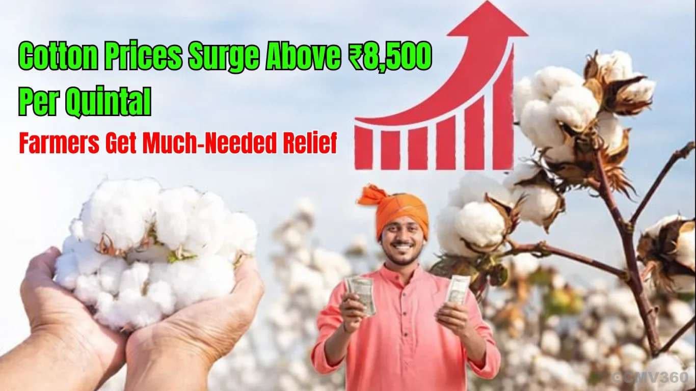 Cotton Prices Surge Above ₹8,500 Per Quintal, Farmers Get Much-Needed Relief Cotton Prices Surge Above ₹8,500 Per Quintal, Farmers Get Much-Needed Relief
