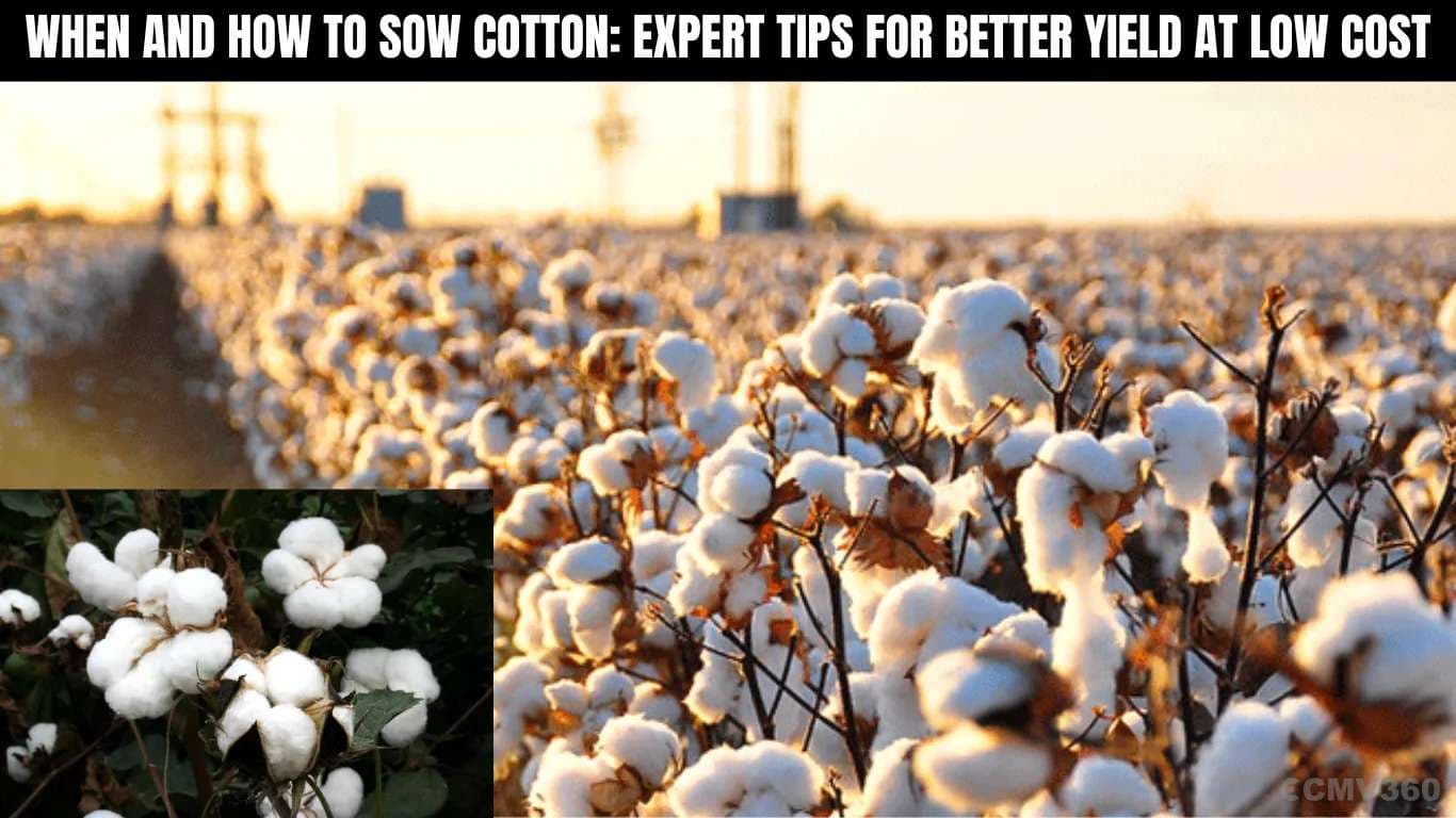 When and How to Sow Cotton: Expert Tips for Better Yield at Low Cost When and How to Sow Cotton Expert Tips for Better Yield at Low Cost (1).webp