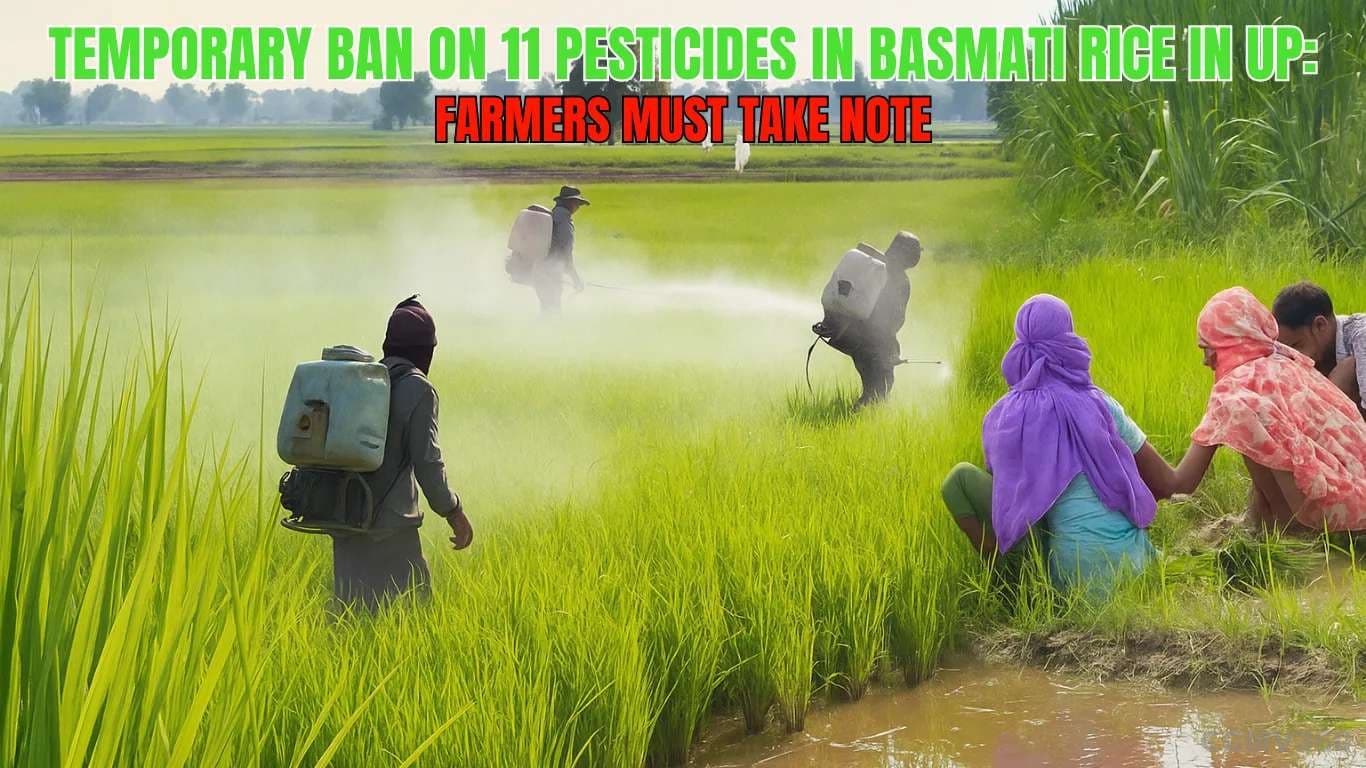 Temporary Ban on 11 Pesticides in Basmati Rice in UP: Farmers Must Take Note Temporary Ban on 11 Pesticides in Basmati Rice in UP.webp