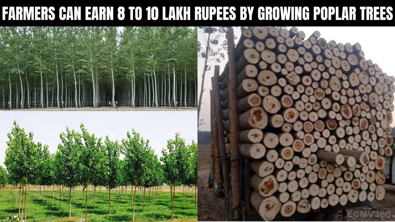 Farmers Can Earn 8 to 10 Lakh Rupees by Growing Poplar Trees Farmers Can Earn 8 to 10 Lakh Rupees by Growing Poplar Trees.webp