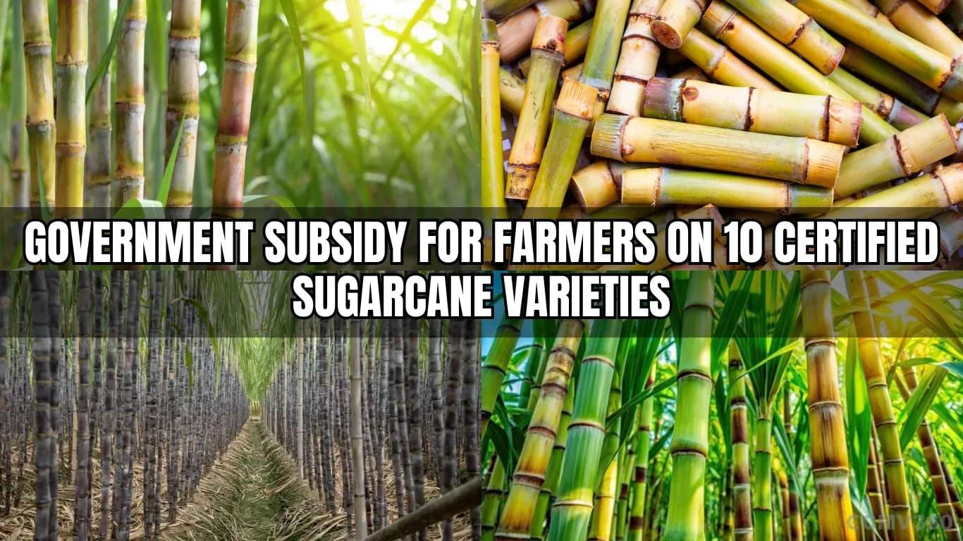 Government Subsidy for Farmers on 10 Certified Sugarcane Varieties Government Subsidy for Farmers on 10 Certified Sugarcane Varieties.webp