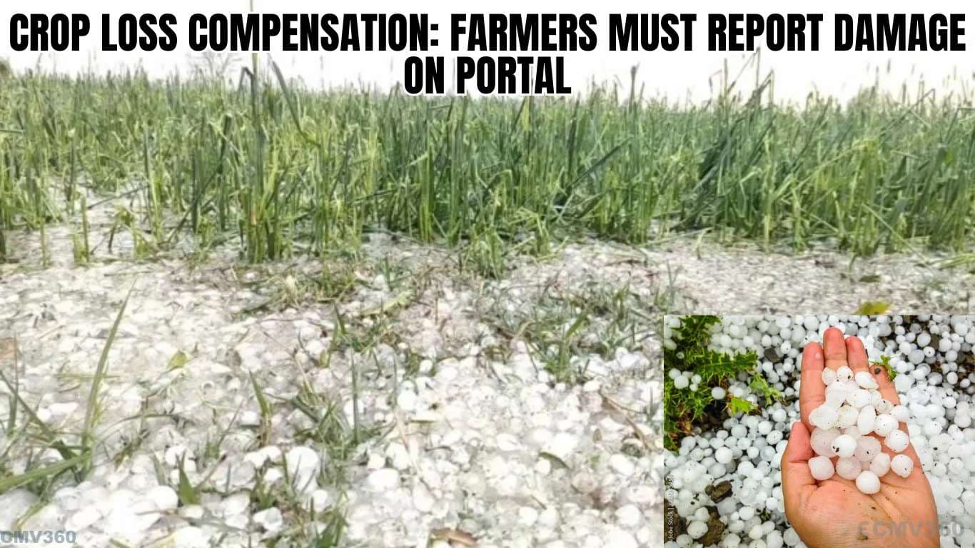Crop Loss Compensation: Farmers Must Report Damage on Portal Crop Loss Compensation Farmers Must Report Damage on Portal (2).webp