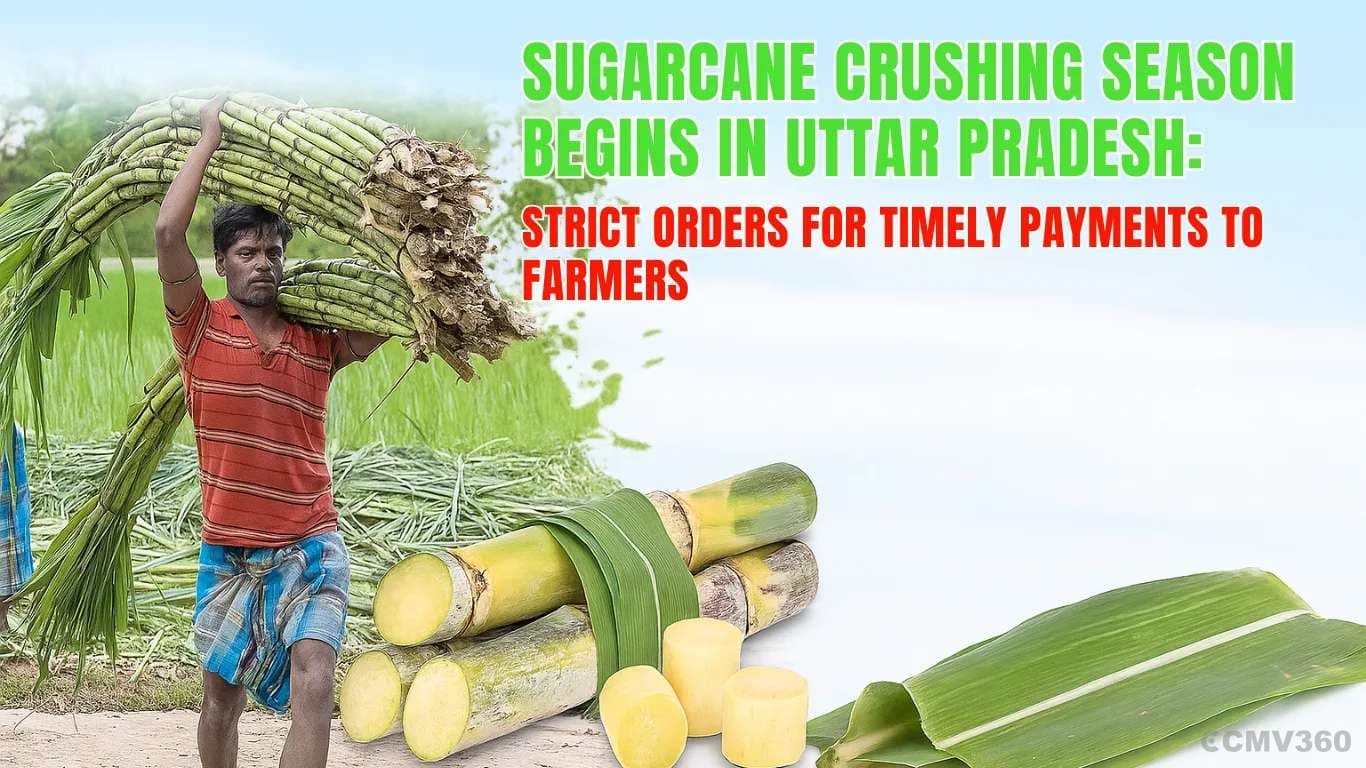 Sugarcane Crushing Season Begins in Uttar Pradesh: Strict Orders for Timely Payments to Farmers Uttar Pradesh Sugarcane Crushing Begins with Timely Payments