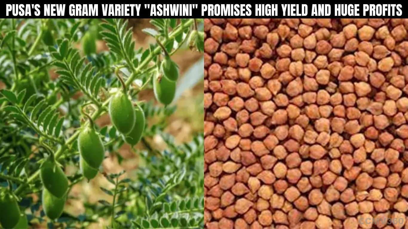 Pusa's New Gram Variety "Ashwini" Promises High Yield and Huge Profits Pusa's New Gram Variety Ashwini Promises High Yield and Huge Profits.webp
